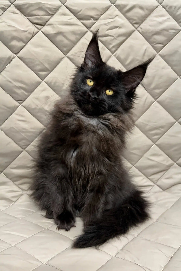 Fluffy black Maine Coon kitten named Ivana, the adorable product star