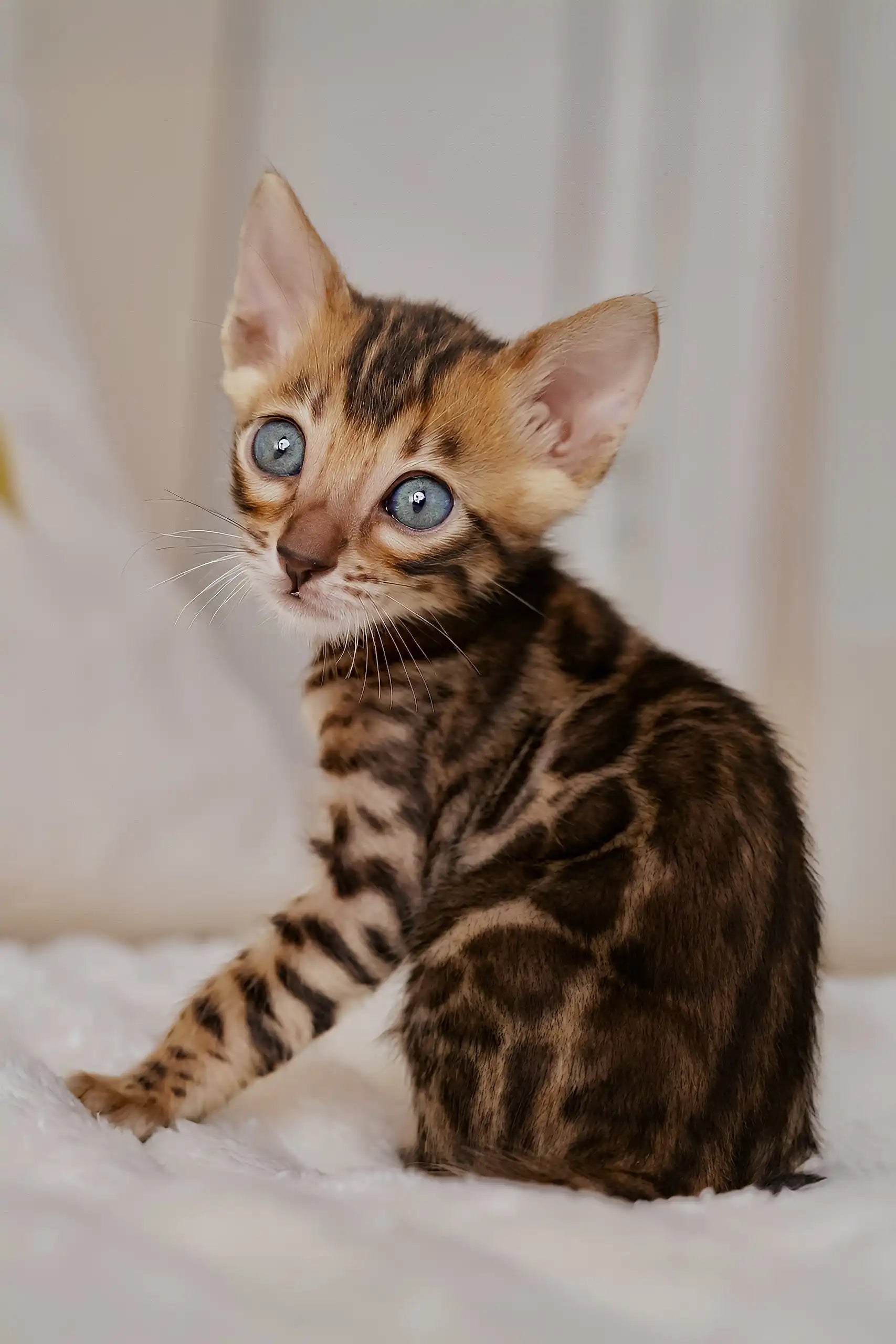 Izmir Bengal Kitten Stunning Rosetted Coat