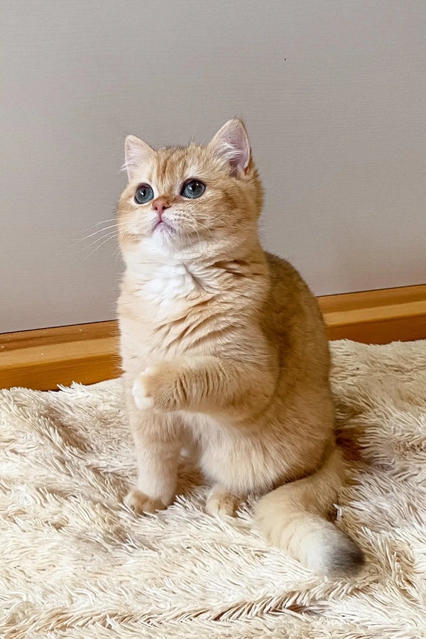 Cream-colored British Shorthair kitten Izya with blue eyes sitting on a fluffy rug