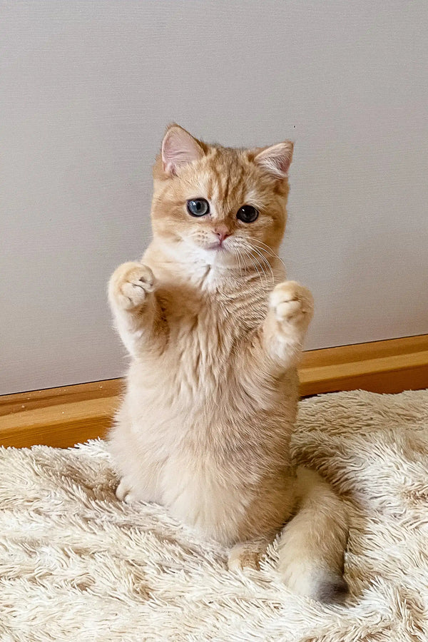 Cream-colored British Shorthair kitten Izya standing on hind legs with paws raised
