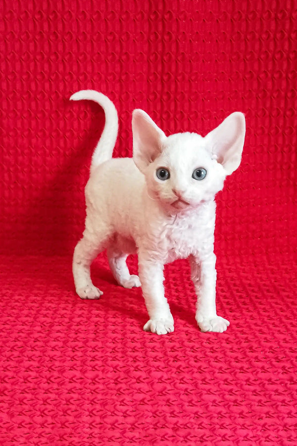 Cute white curly-haired kitten from Izya | Devon Rex Kitten collection