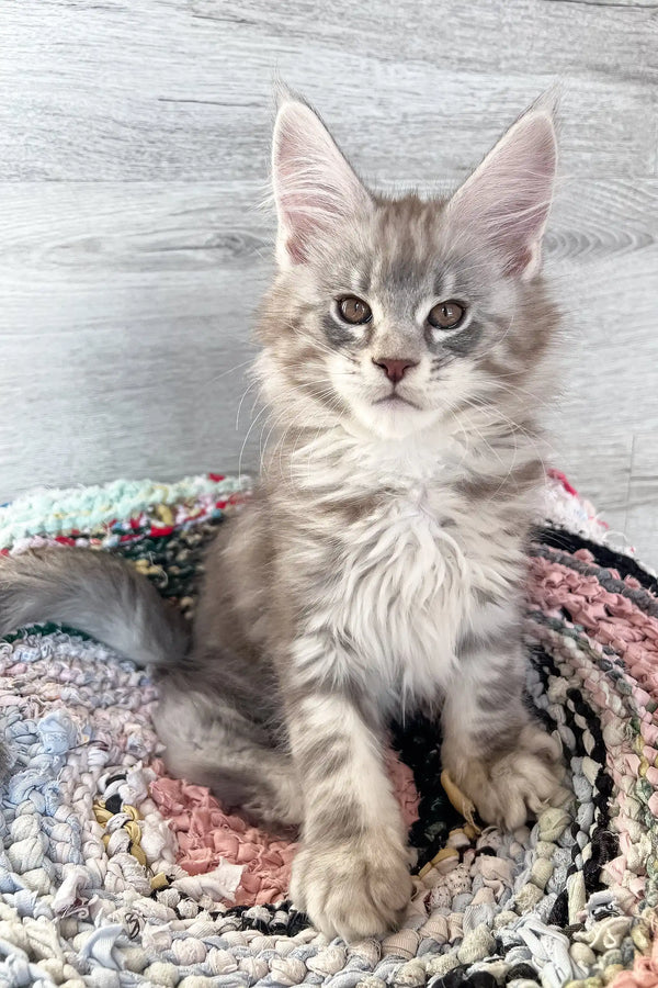 Gray tabby kitten named Jack from the Maine Coon breed, playful and adorable