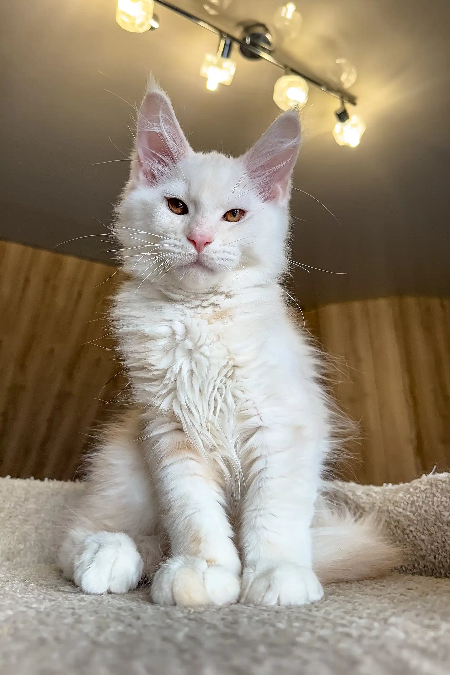 Meet Jack, the Adorable Fluffy Maine Coon Kitten Ready to Love!