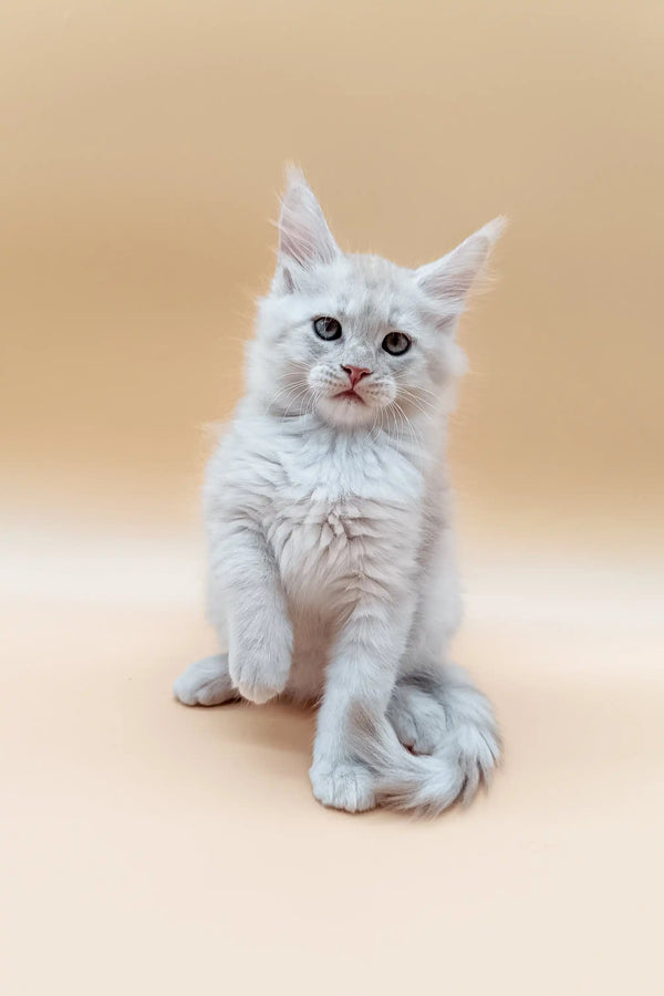 White fluffy Maine Coon kitten with blue eyes sitting upright and looking adorable