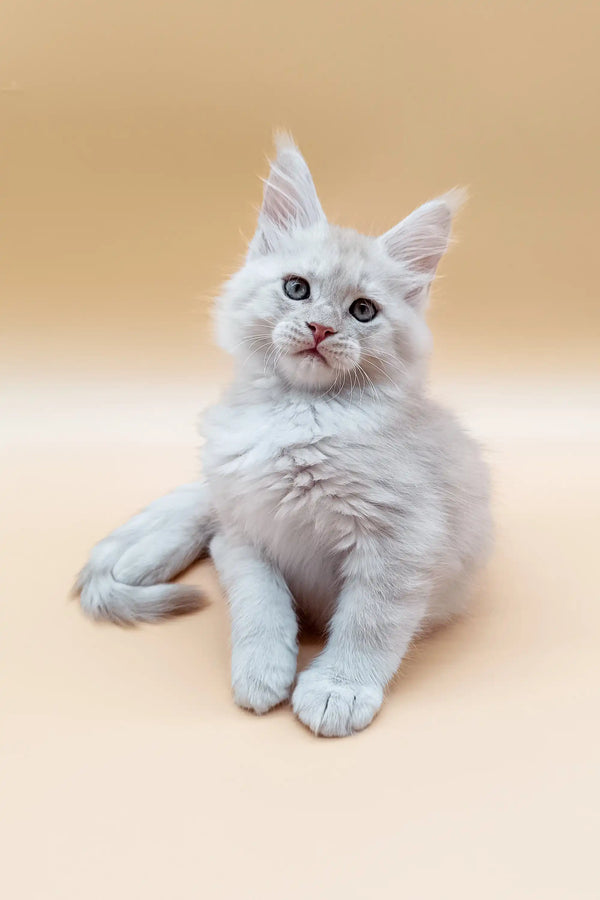 Fluffy Maine Coon kitten with bright blue eyes sitting upright, super cute!