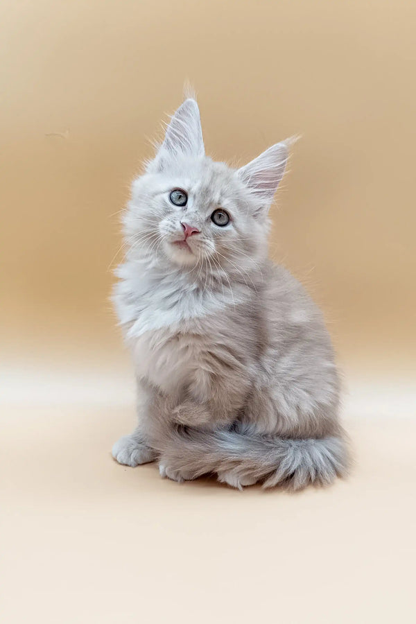 Fluffy gray Maine Coon kitten with bright blue eyes sitting upright