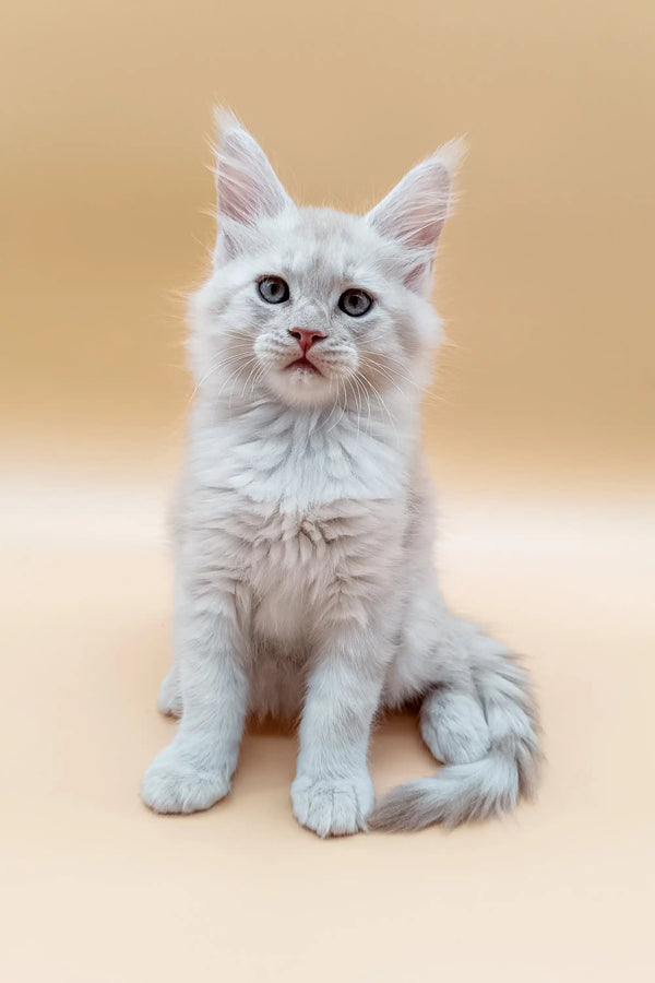 Fluffy Maine Coon kitten with bright blue eyes sitting upright, perfect for any home