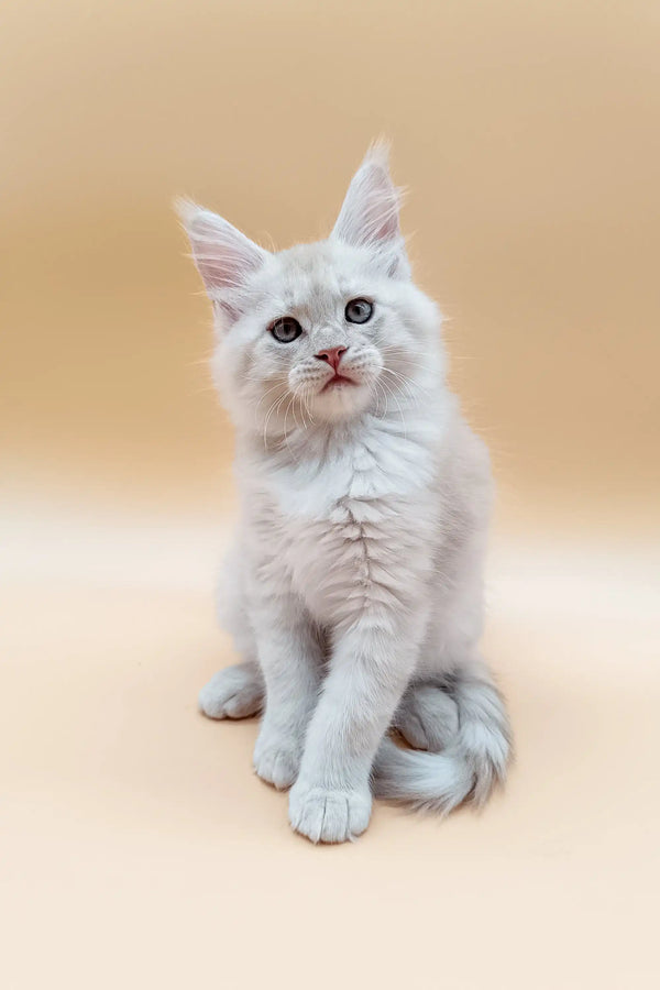 Adorable Maine Coon kitten with fluffy white fur and bright blue eyes sitting up