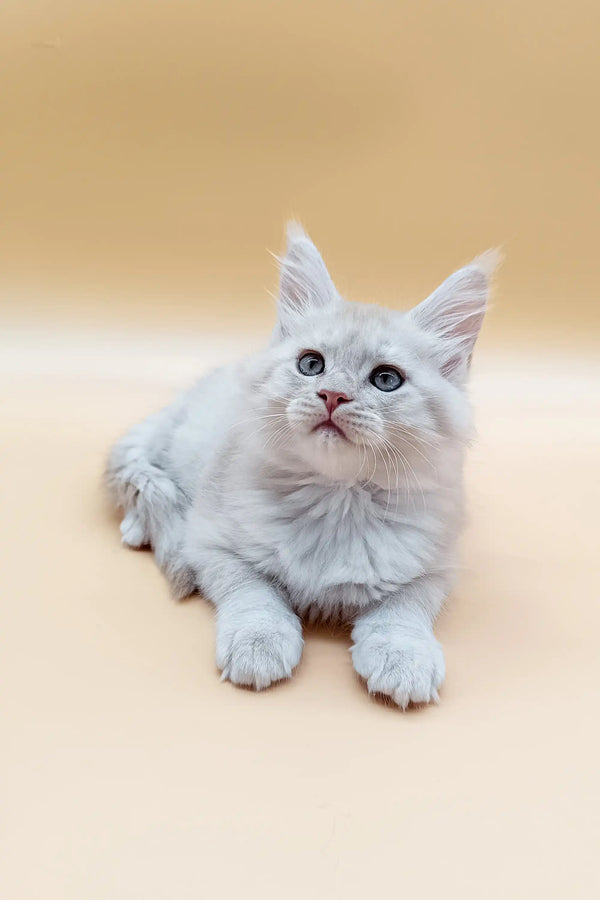 Fluffy Maine Coon kitten Jack with blue eyes lounging around cutely
