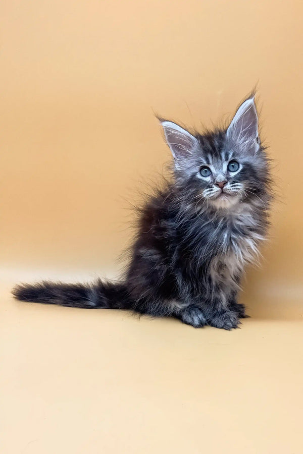 Fluffy gray Maine Coon kitten Jacky looking cute with bright blue eyes