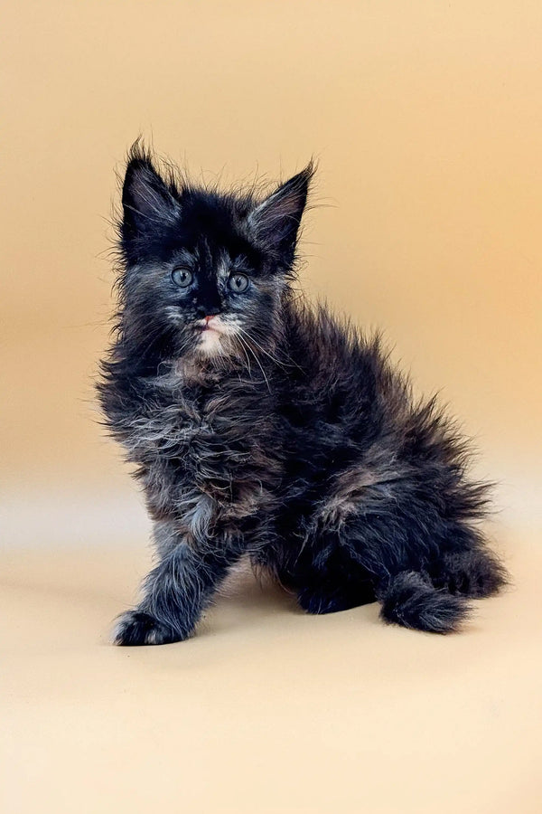 Fluffy black Maine Coon kitten with bright blue eyes and a sweet white chest patch