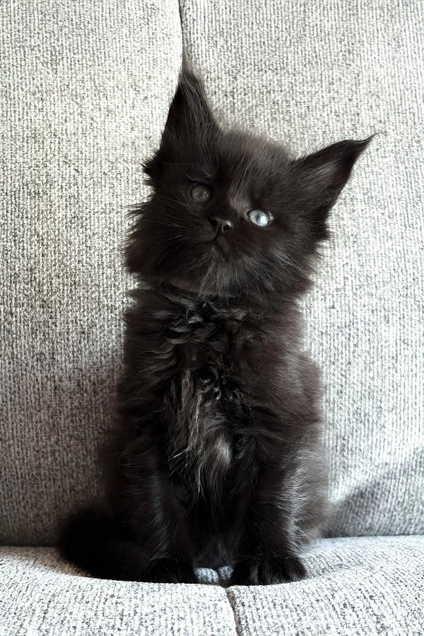 Jade | maine coon kitten