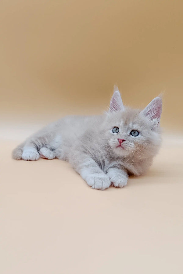 Fluffy white Maine Coon kitten with blue eyes relaxing, perfect for pet lovers