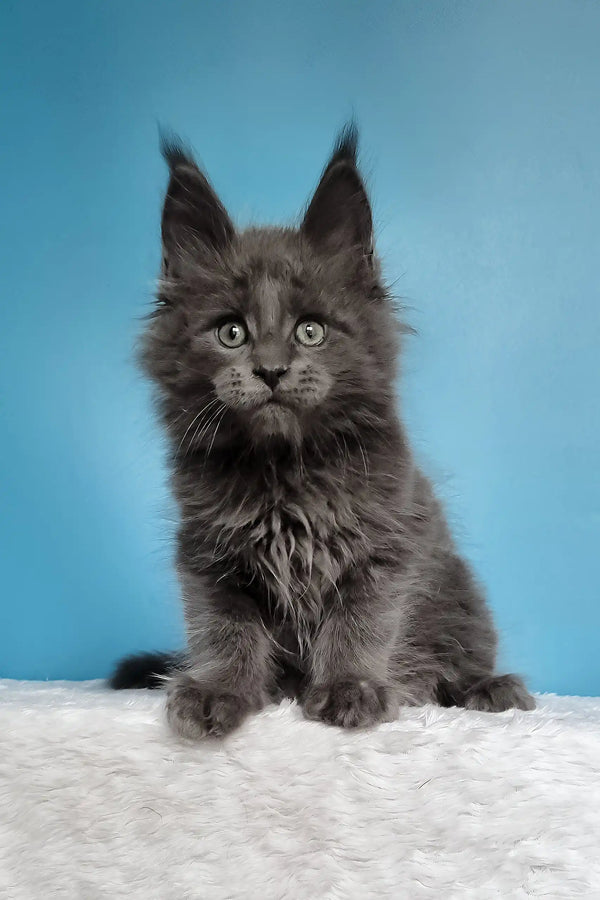 Jaguar | maine coon kitten