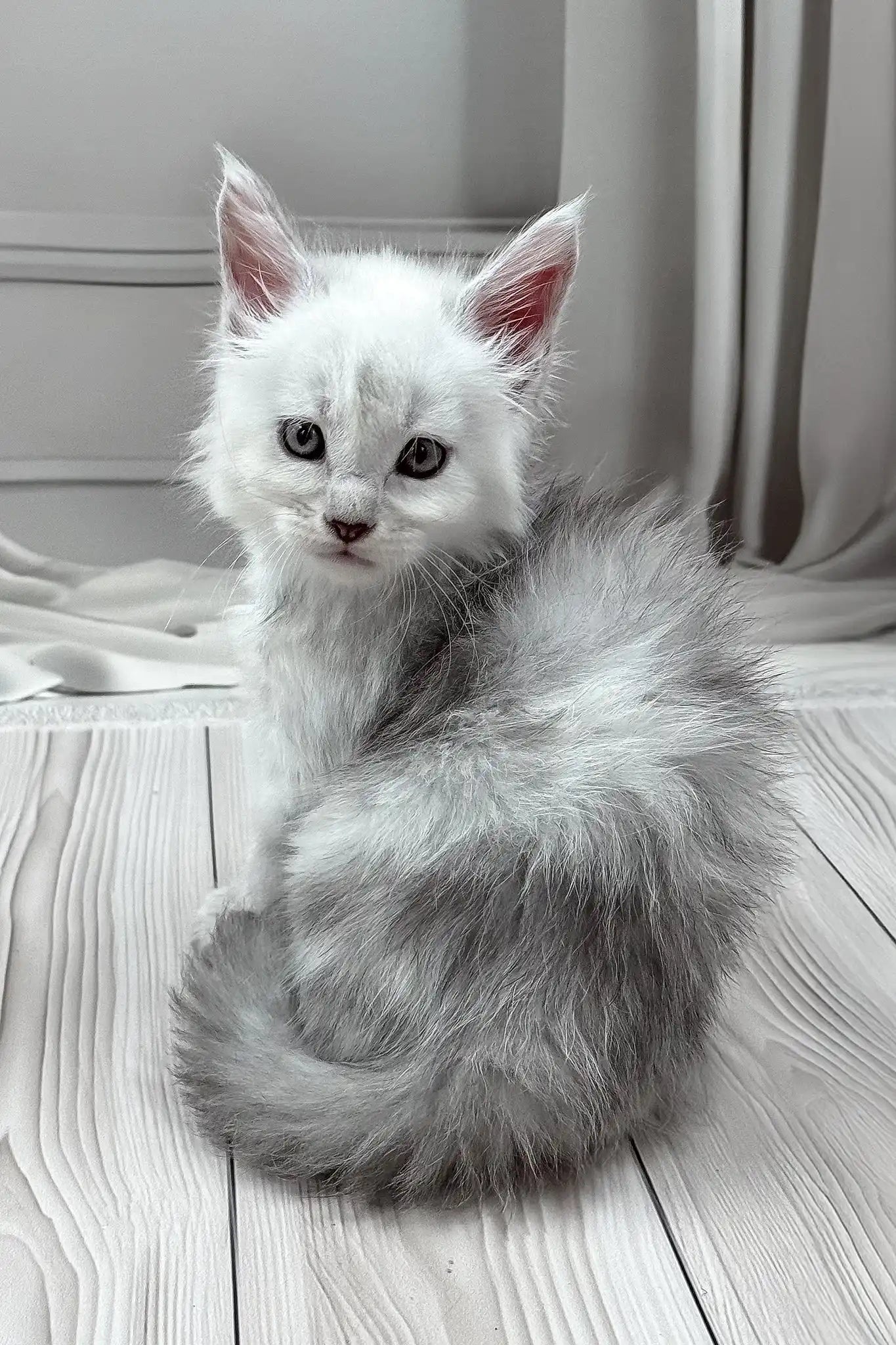 jamil-polydactyl-maine-coon-