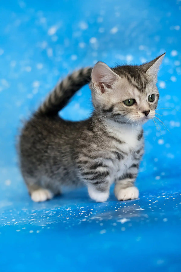 Janet | munchkin kitten