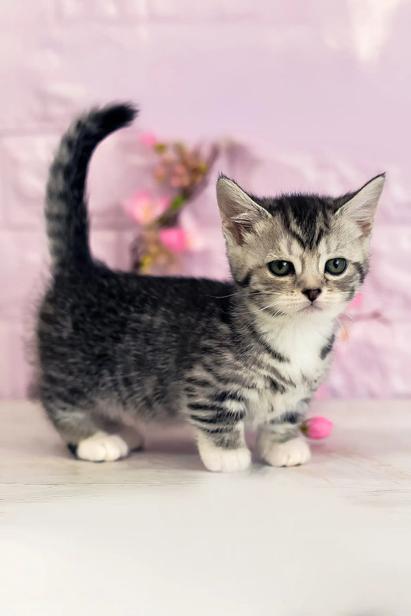 Janet | munchkin kitten