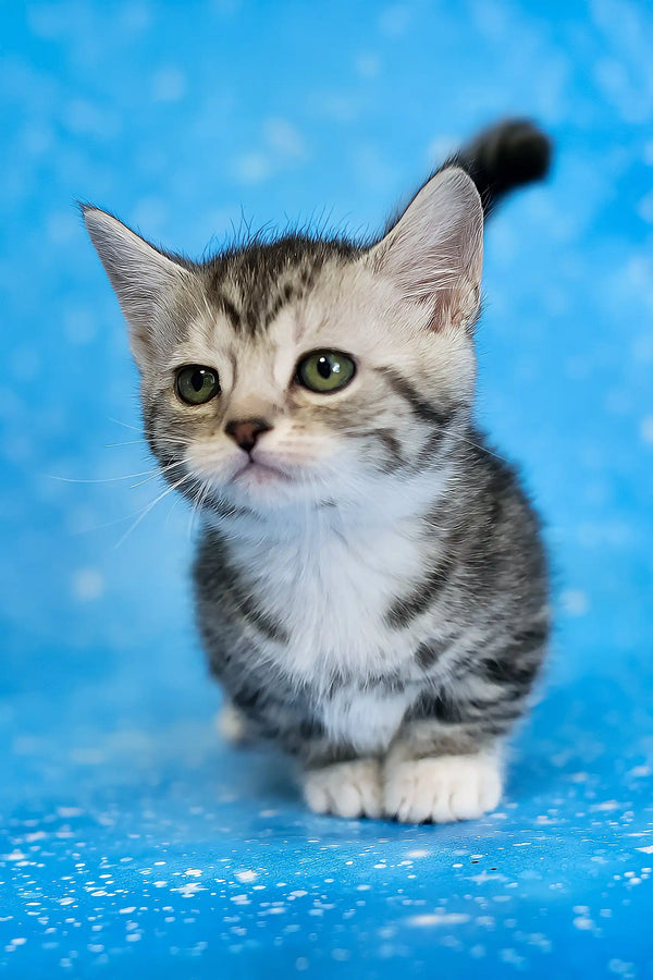 Janet | munchkin kitten
