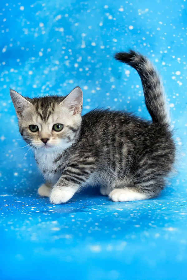 Janet | munchkin kitten