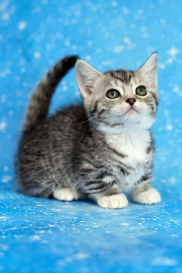 Janet | munchkin kitten