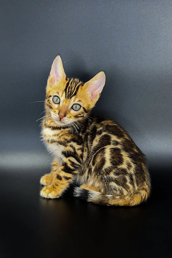Adorable Bengal kitten with a spotted coat and alert expression, perfect for Jarvis