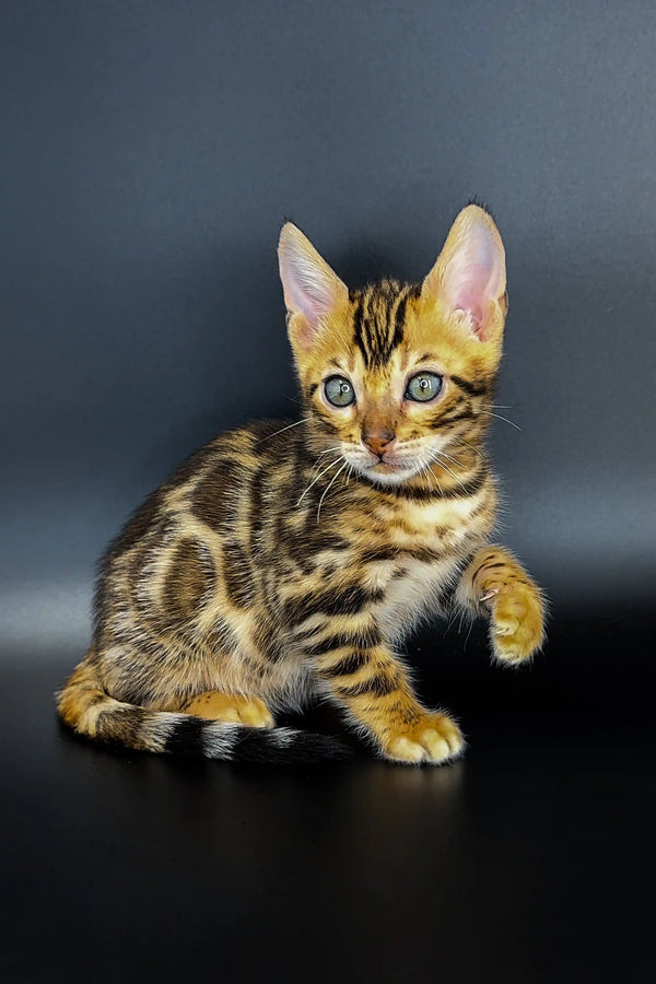 Adorable Bengal kitten Jarvis showing off its unique spotted and striped fur pattern