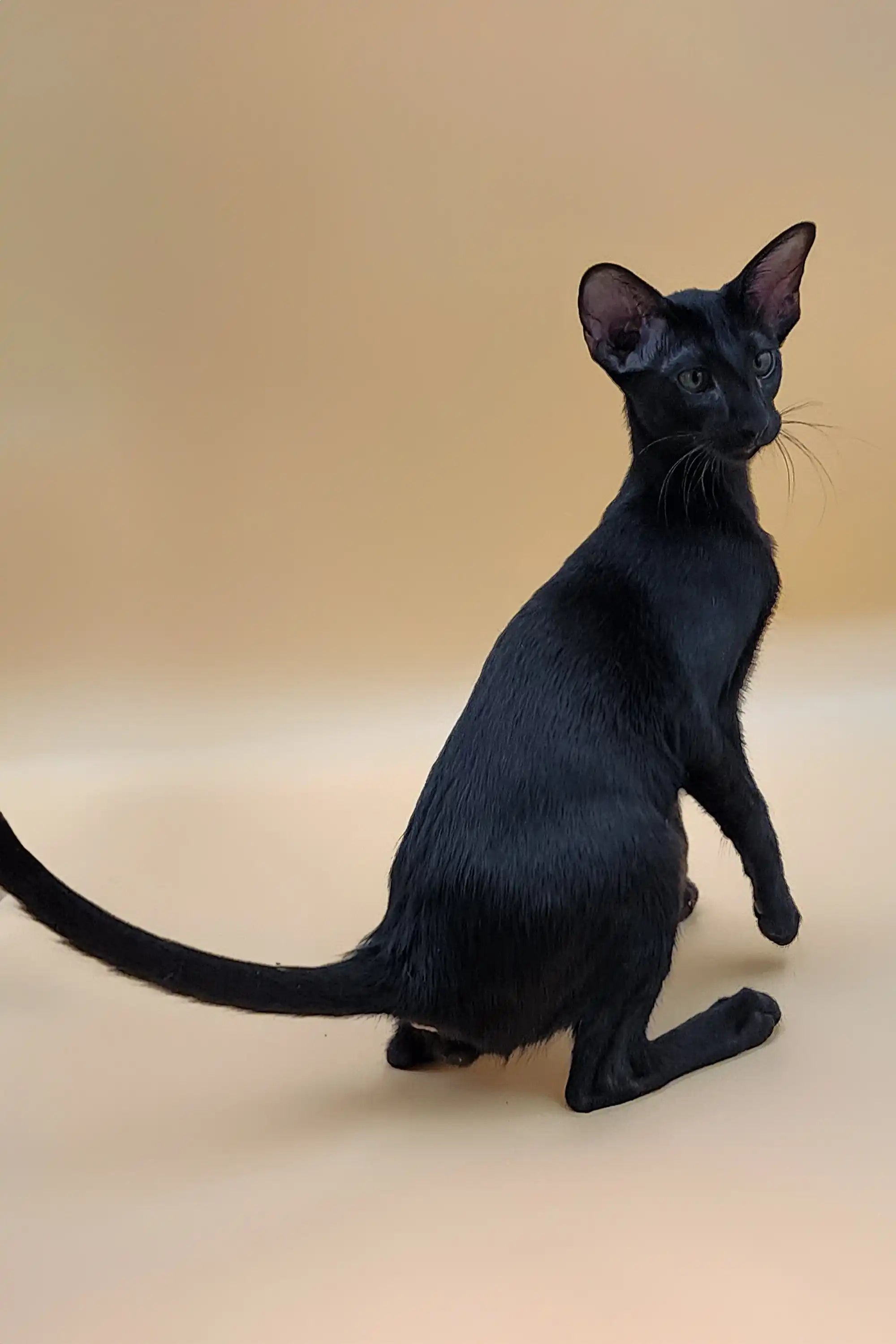 Yellow Eyes Skinny Black Cat Breed Jeffrey The Oriental Kitten