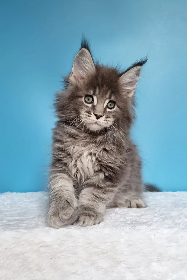 Jemir | polydactyl maine coon