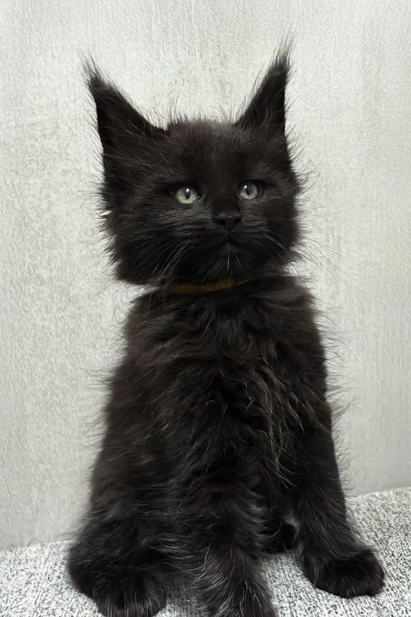Jericho | maine coon kitten