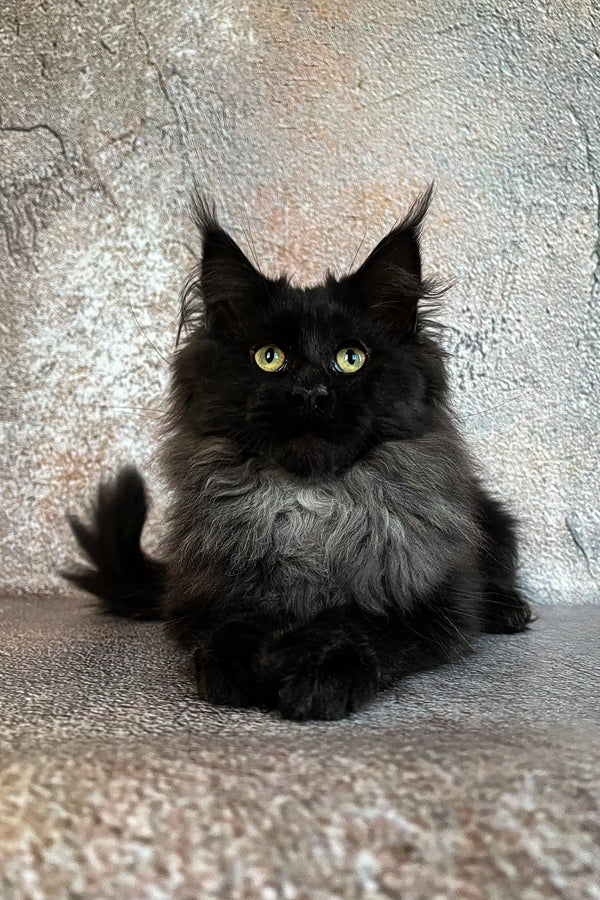 Fluffy Maine Coon kitten with green eyes and ear tufts, perfect for any cat lover!