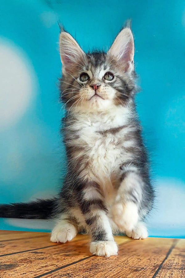Adorable silver tabby Maine Coon kitten with perky ears and alert eyes