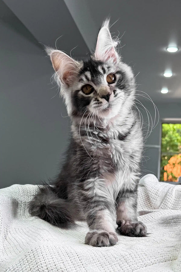 Jonny | maine coon kitten