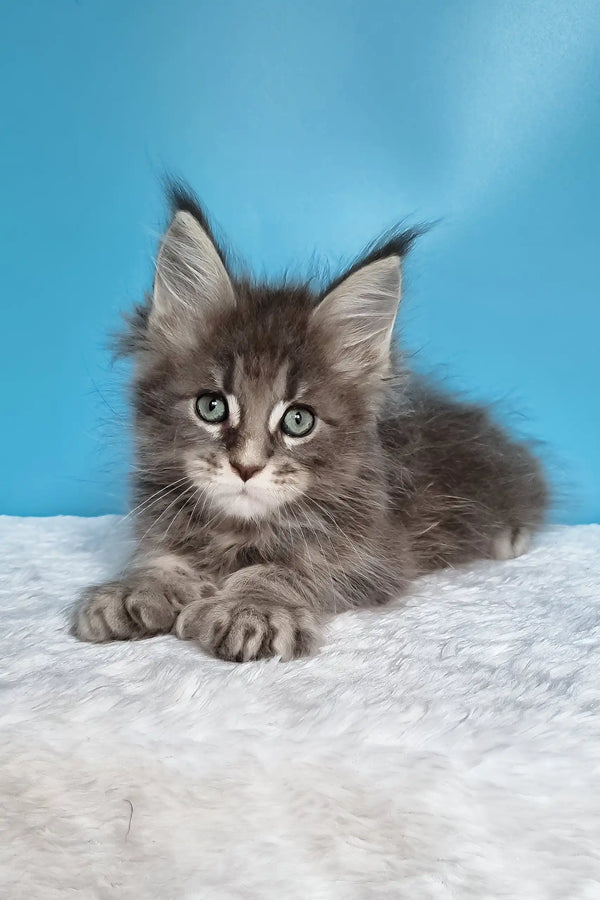 Jora | polydactyl maine coon