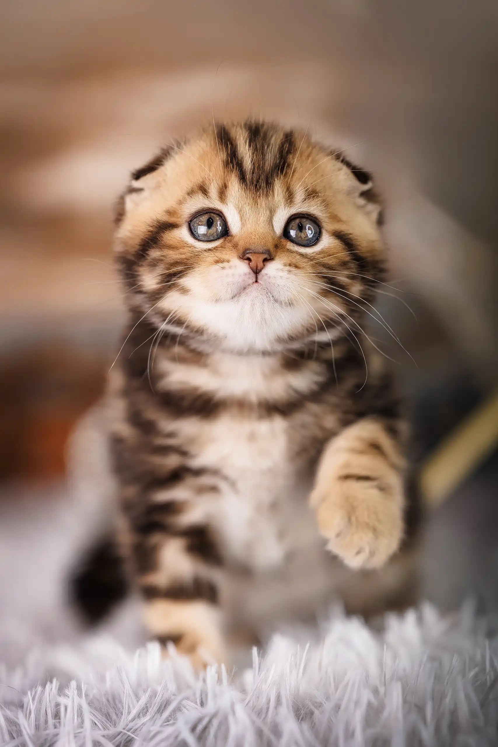 Adopt Jordan: Your Sweet Scottish Fold Kitten