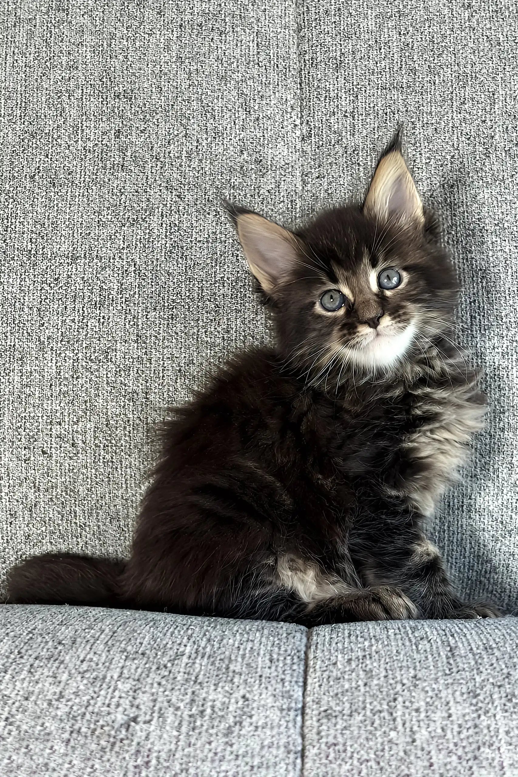 Long Hair Jet Black Kitten Black Male British Shorthair Kittens