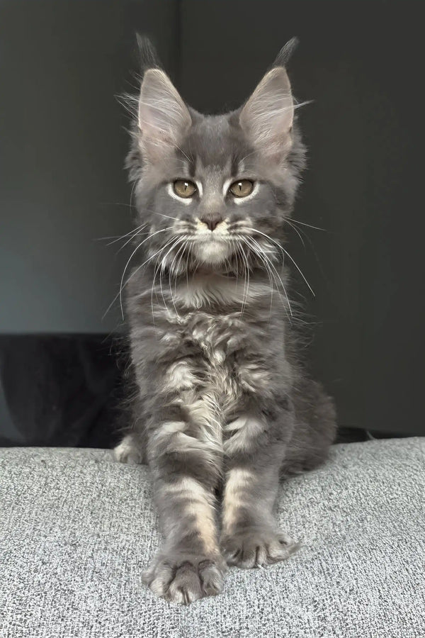 Jovana | maine coon kitten