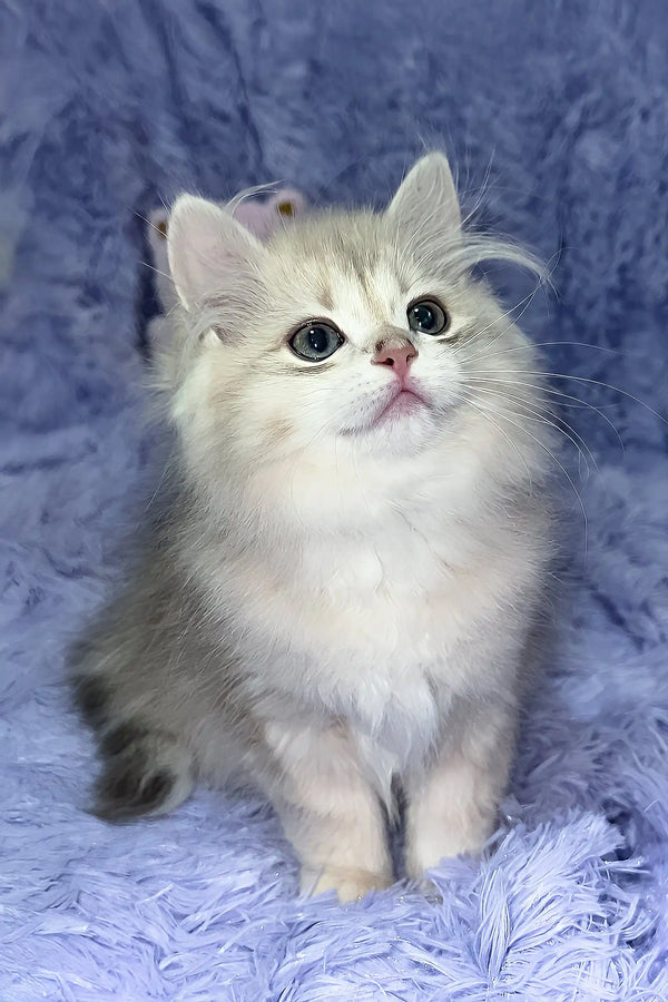 Joy | british longhair kitten