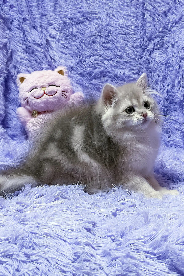 Joy | british longhair kitten