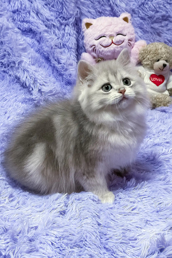Joy | british longhair kitten