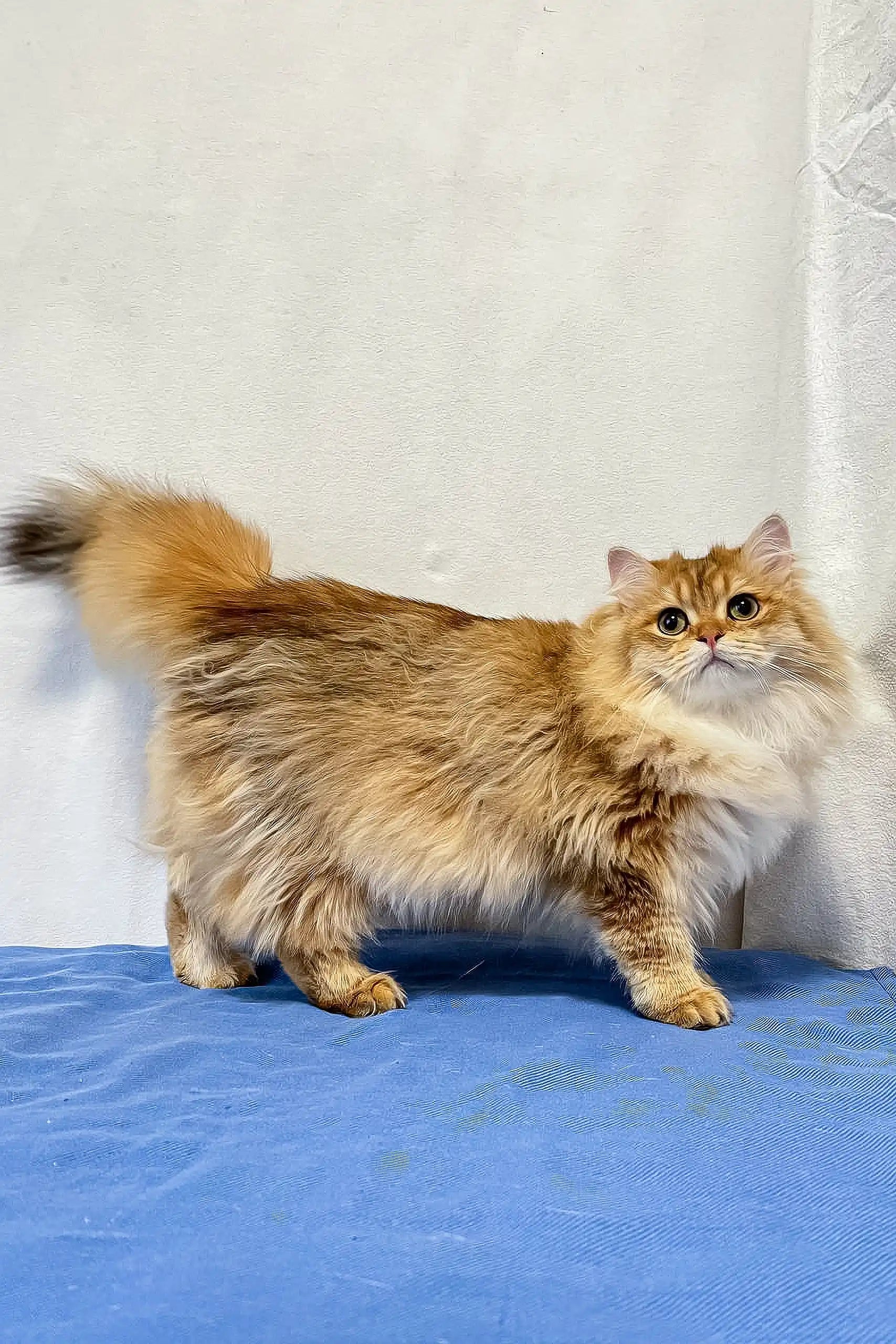 Meet Judd: Your British Longhair Kitten Companion