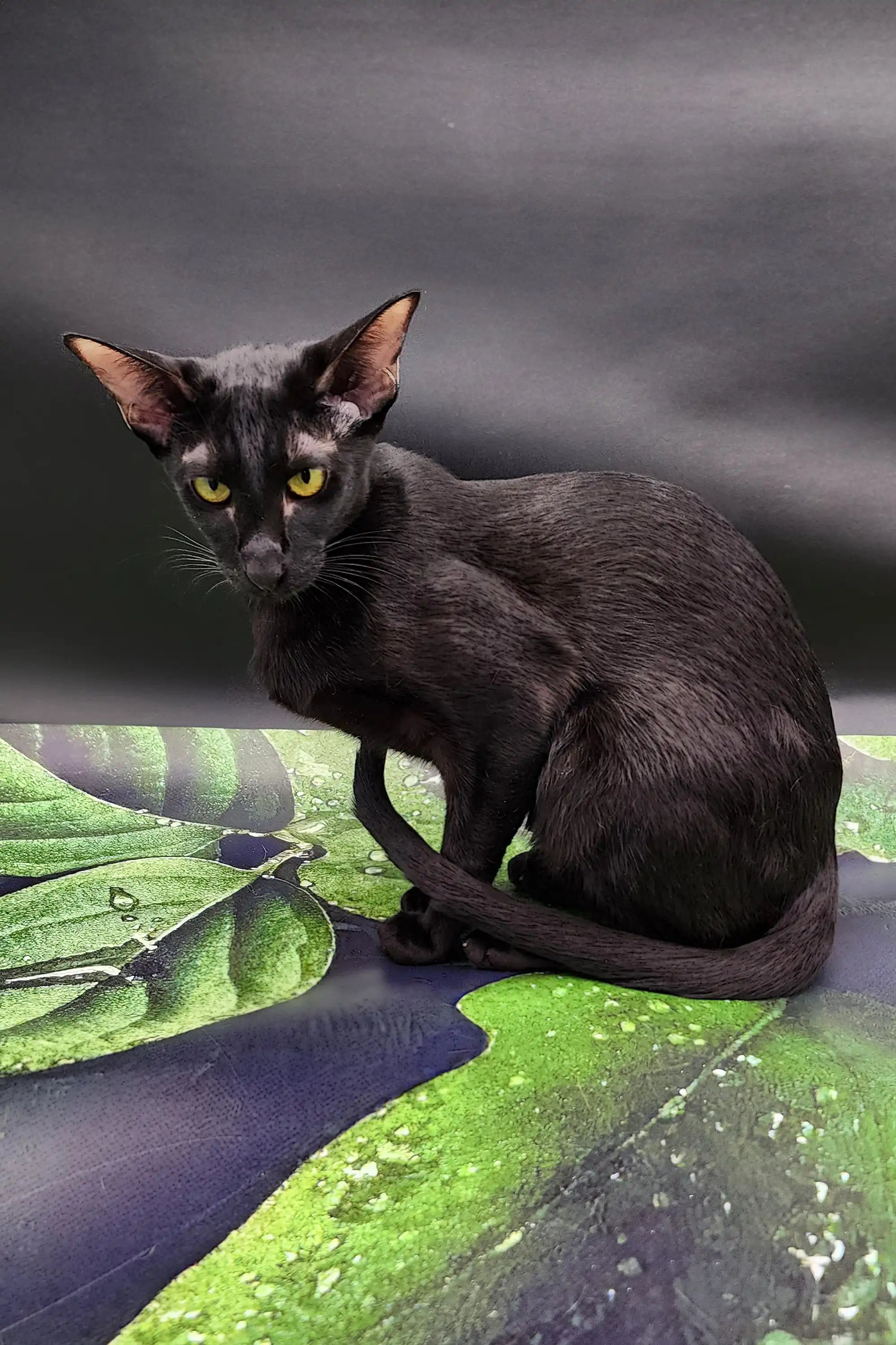 Julia the Oriental Kitten Sleek Black Beauty