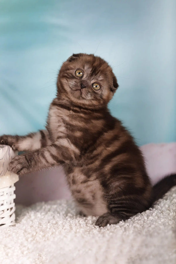 Julie | scottish fold kitten