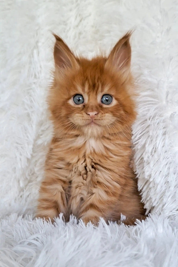Adorable ginger Maine Coon kitten Julius with bright blue eyes looking playful