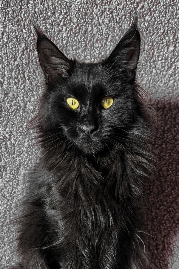 Black Maine Coon cat from the July Maine Coon Kitten collection
