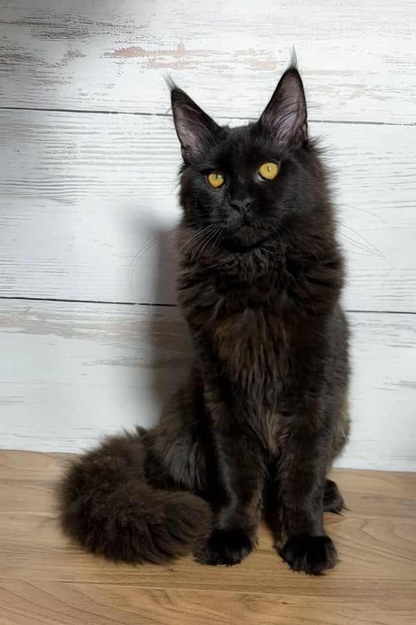 Majestic black Maine Coon cat from the July Maine Coon Kitten collection