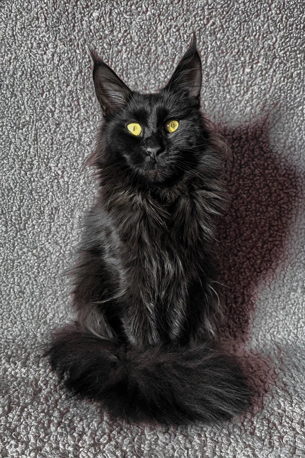 Majestic black Maine Coon cat in July Maine Coon Kitten product showcasing its beauty