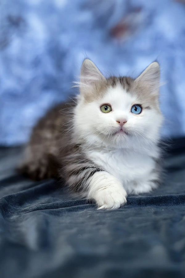 Junona | munchkin kitten