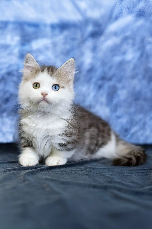 Junona | munchkin kitten