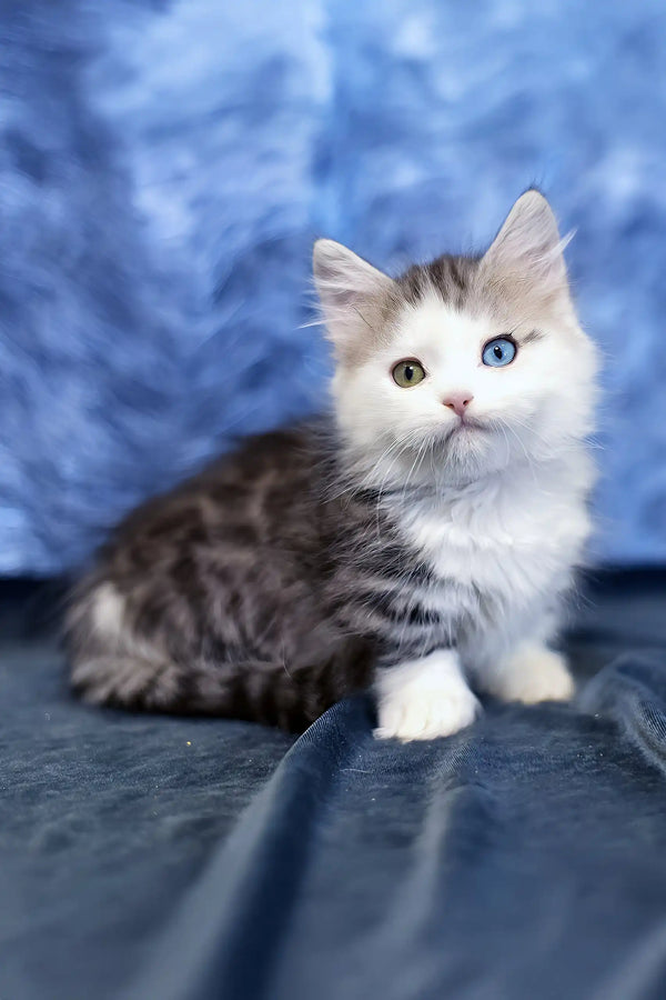 Junona | munchkin kitten