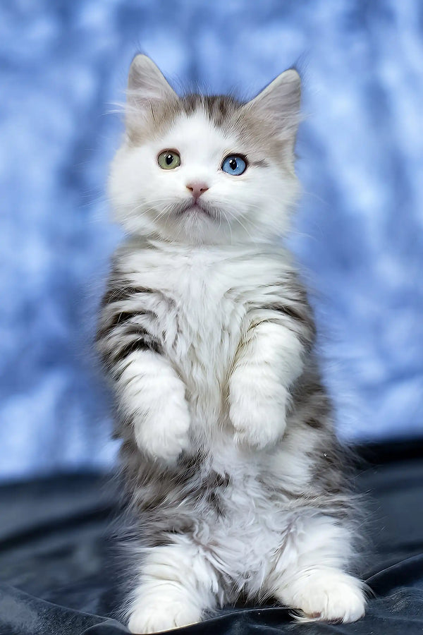 Junona | munchkin kitten